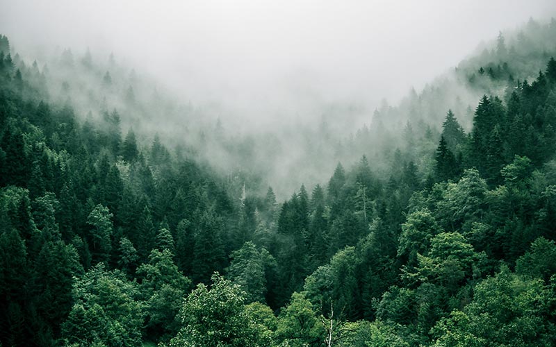 What does it mean to be a Carbon Negative brand?